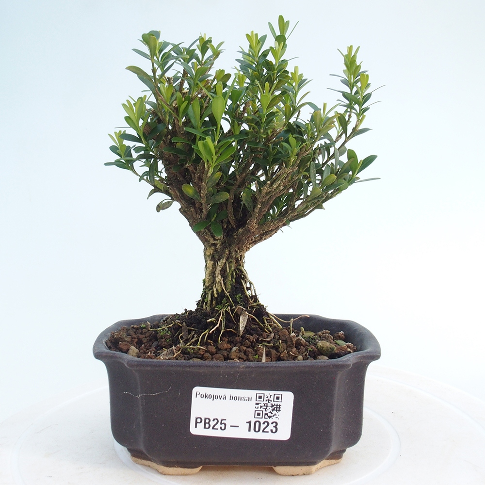 Zimmerbonsai - Buxus harlandii - Korkbuchsbaum