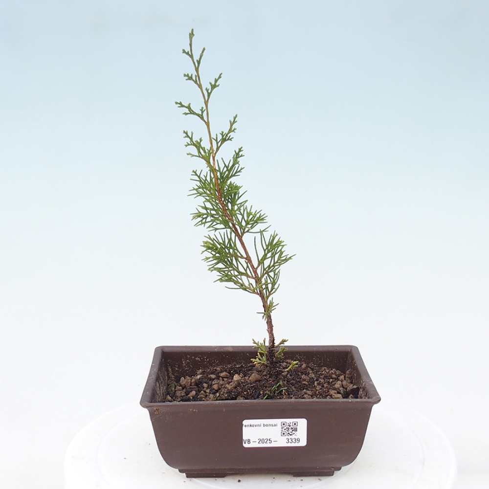 Outdoor bonsai - Juniperus chinensis Itoigawa - Chinese juniper