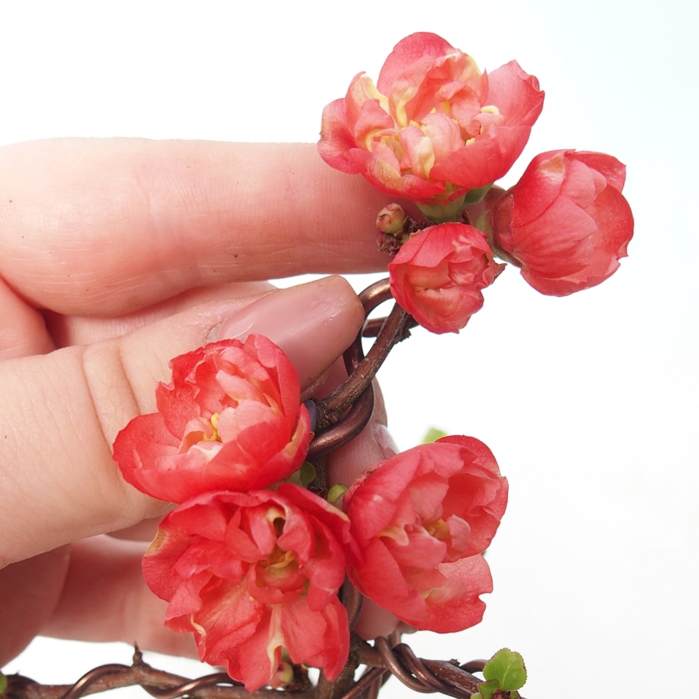 Bonsai für draußen - Chaneomeles s. Red Joy - Quitte