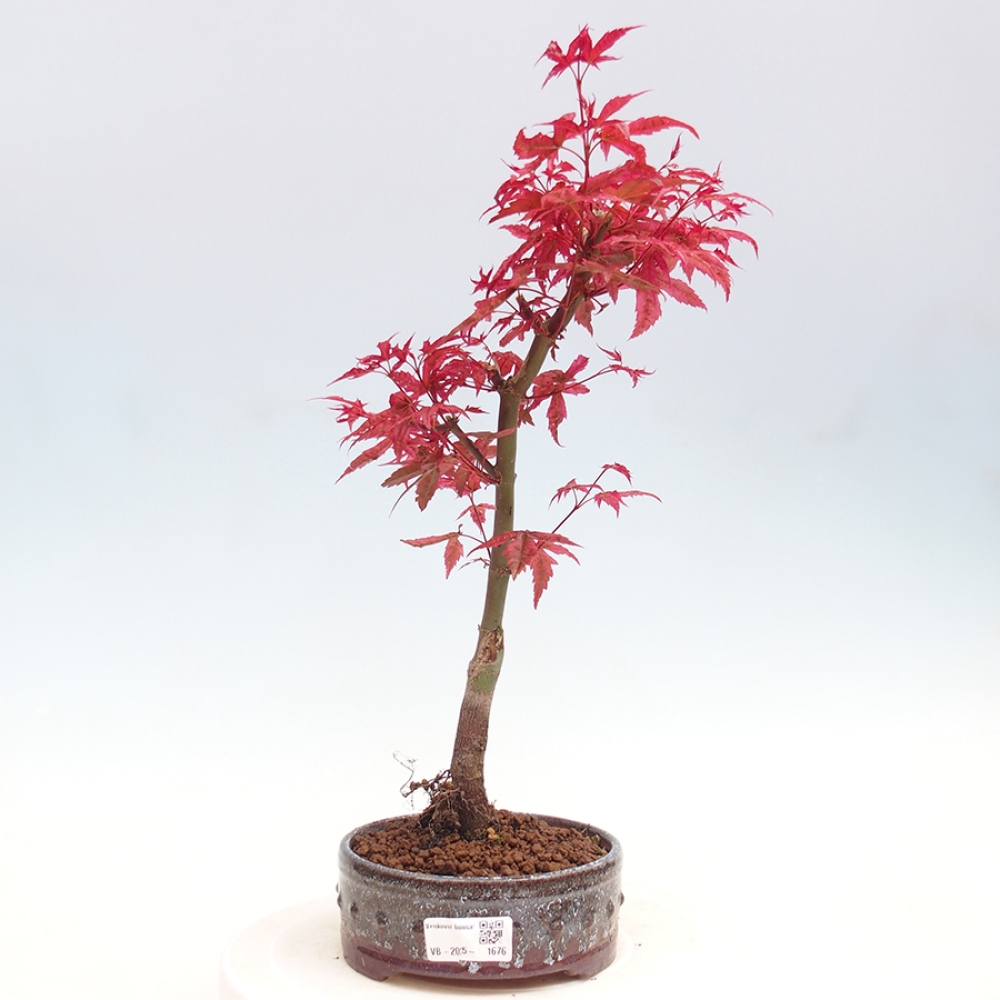 Outdoor bonsai - dlanitolistý klon - Acer palmatum DESHOJO