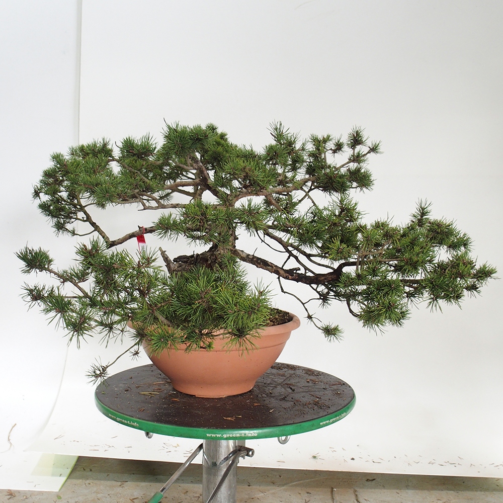 Yamadori - Pinus sylvestris Spanien