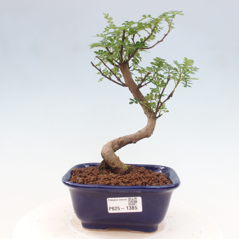 Indoor-Bonsai - Zantoxylum piperitum - Pfefferminze