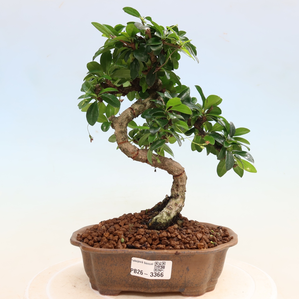 Zimmer-Bonsai - Carmona macrophylla - Tee-Fuki