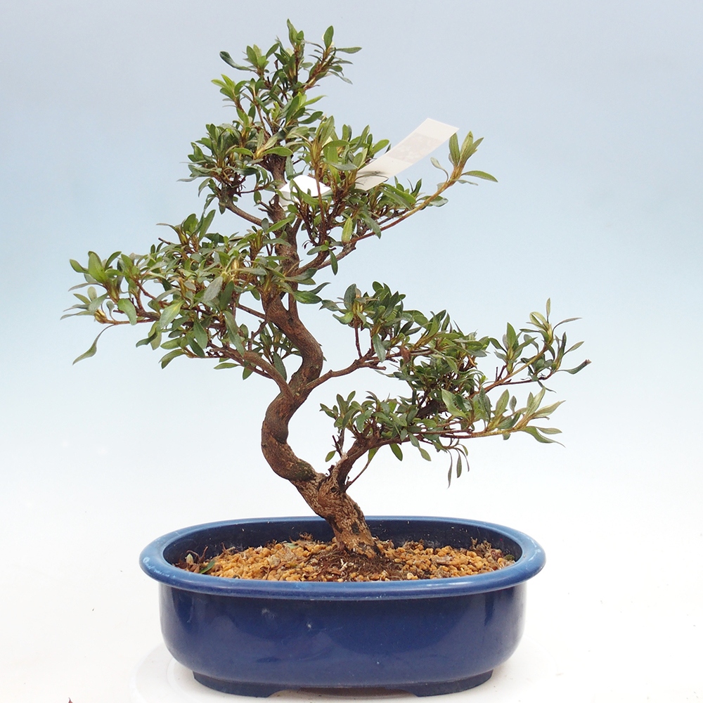 Bonsai für draußen - Japanische Azalee - Azalee CHIHIRO