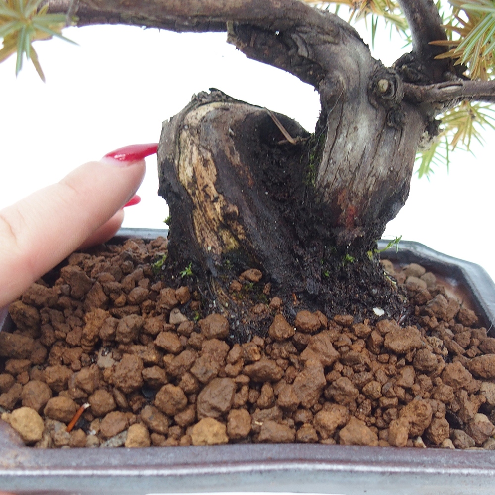Outdoor-Bonsai - Juniper rigida - Igel-Wacholder