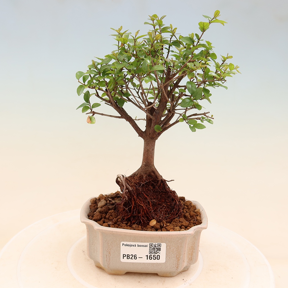 Zimmer Bonsai - Sageretia thea - Sageretia thea