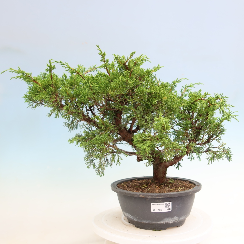Bonsai für draußen - Juniperus chinensis Itoigawa-Juniperus chinensis