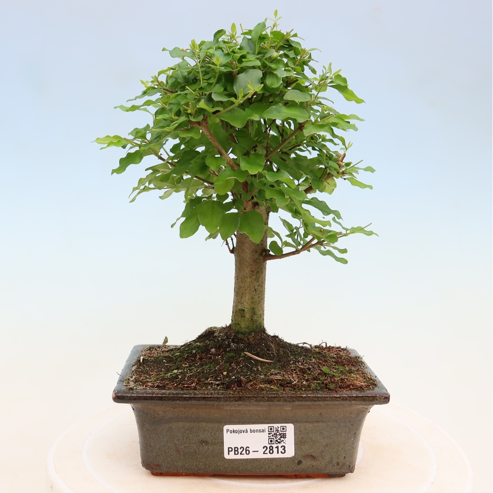Zimmer Bonsai -Ligustrum chinensis - Vogelschnabel
