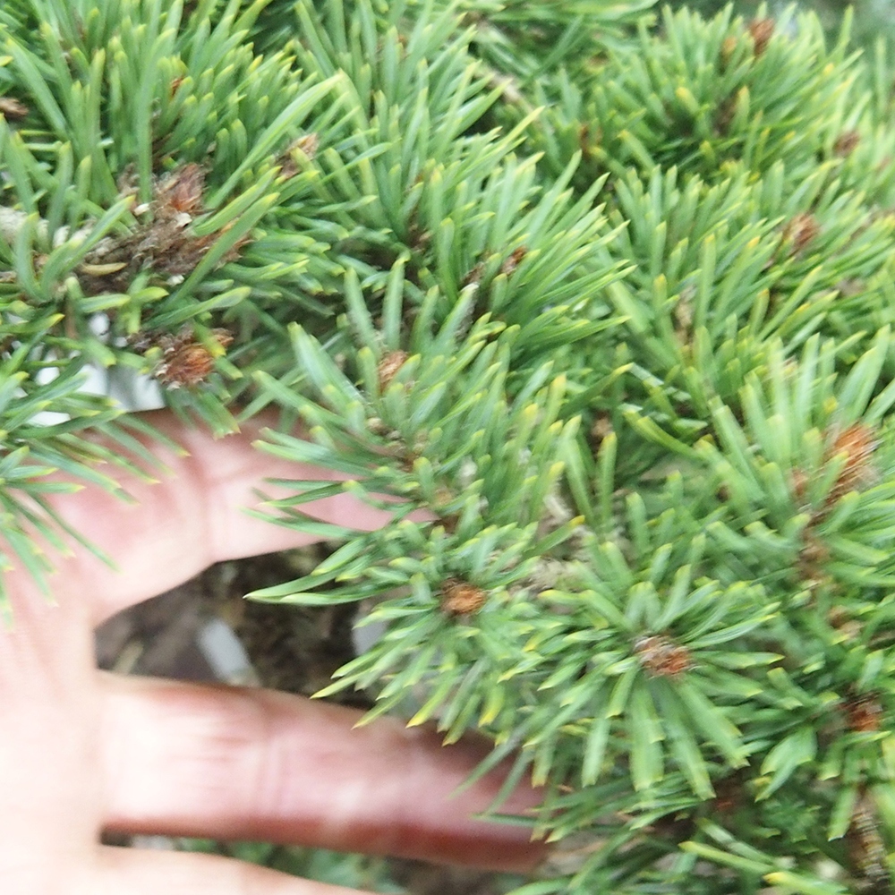 Yamadori - Pinus sylvestris 