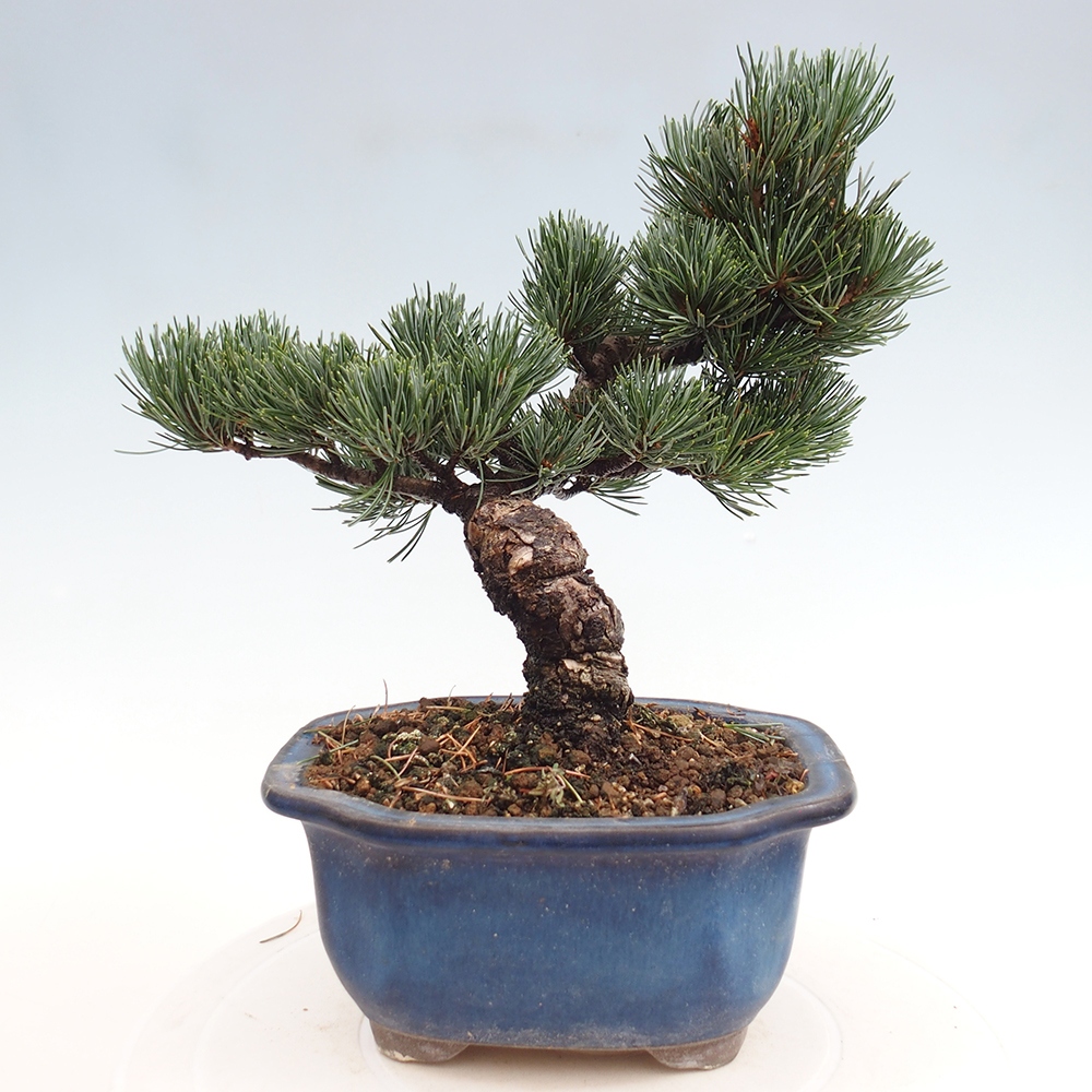 Bonsai im Freien - Pinus parviflora - kleine Kiefer