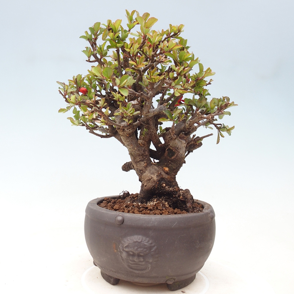 Bonsai für draußen - Chaneomeles speciosa - Quitte