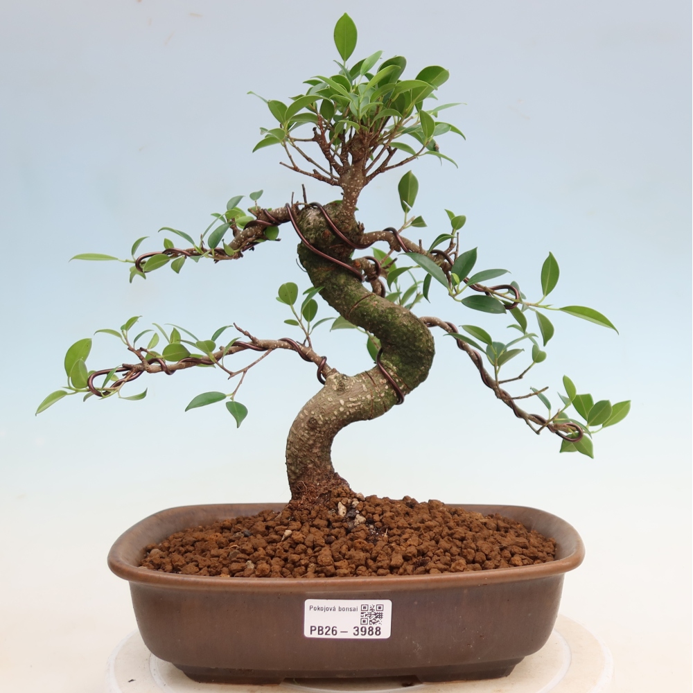 Zimmerbonsai - Ficus kimmen - Kleinblättriger Ficus