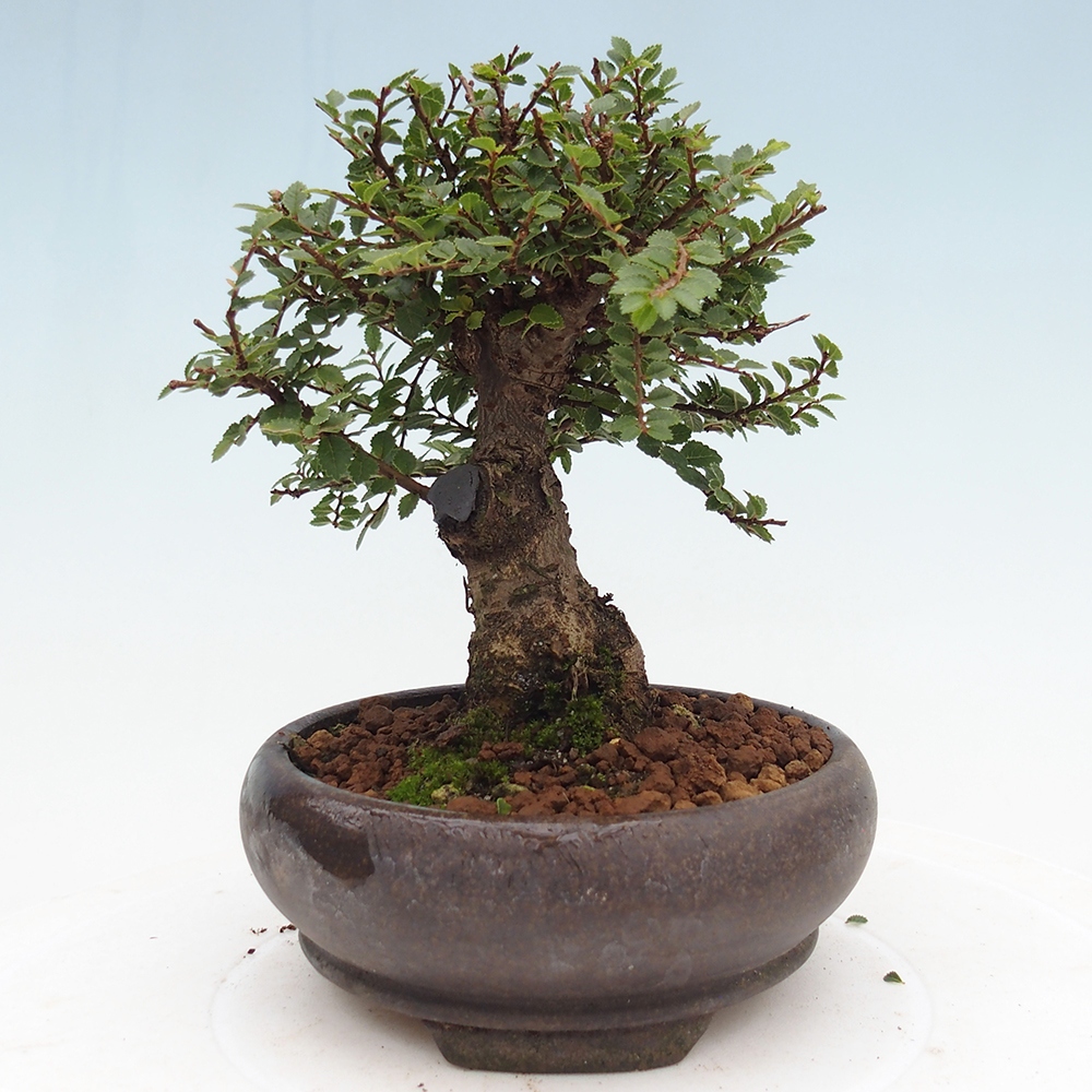 Bonsai für draußen - Ulmus parvifolia Hokkaido - Chinesische Ulme