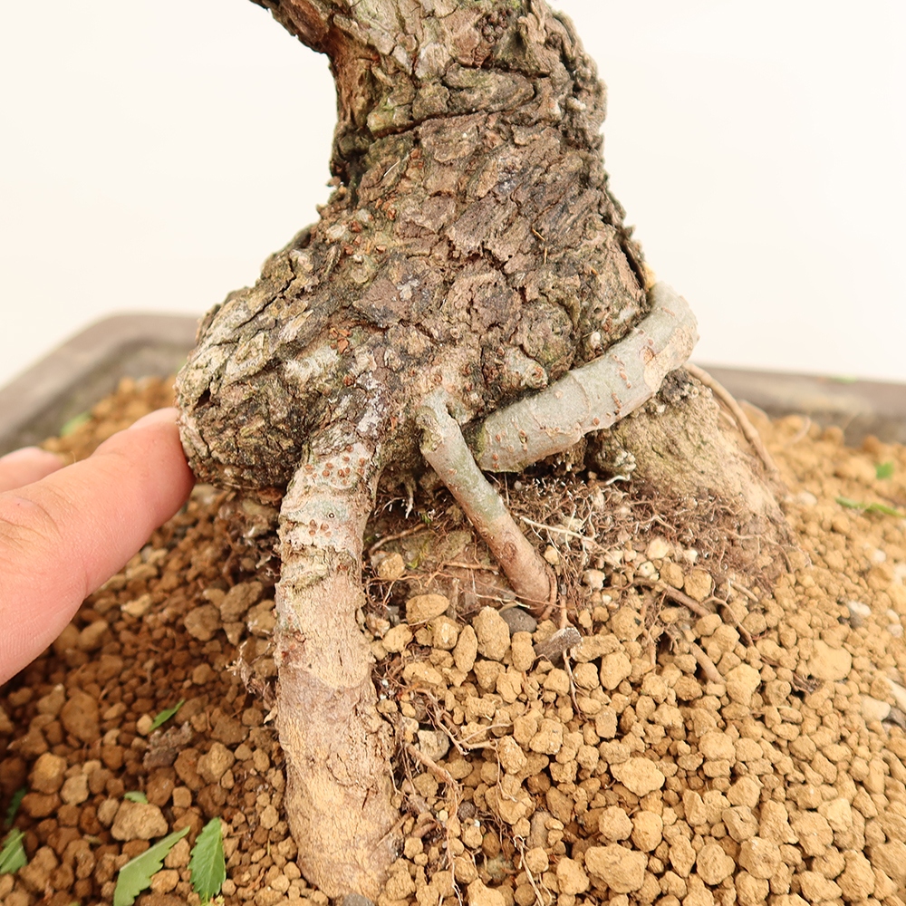 Bonsai im Freien - Zelkova - Zelkova NIRE