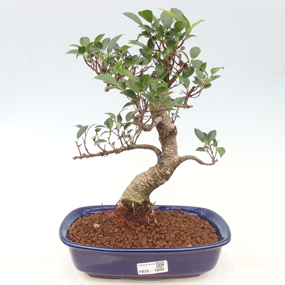 Zimmerbonsai - Ficus kimmen - Kleinblättriger Ficus
