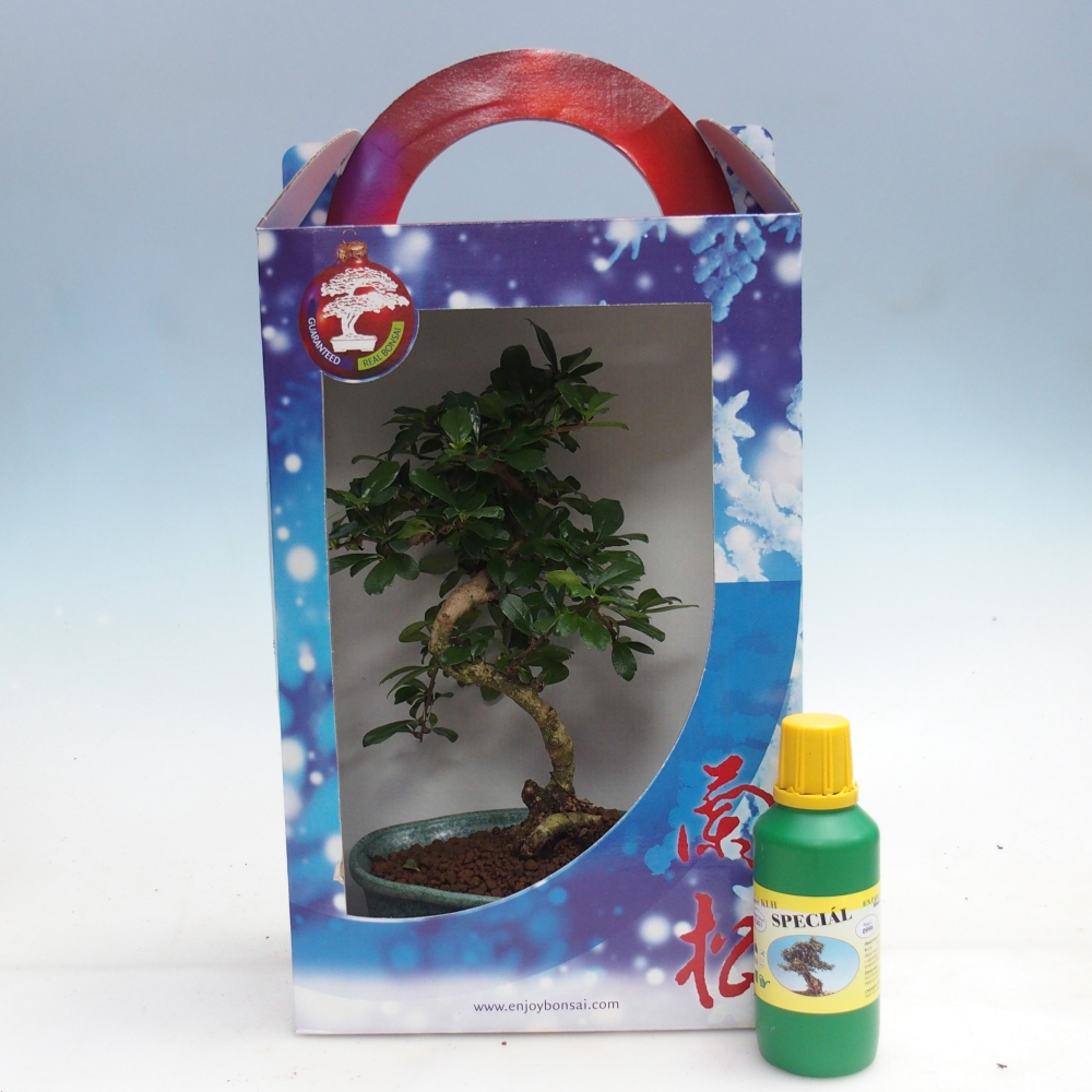 Zimmerbonsai im Geschenkkarton Carmona microphylla - Tee fuki