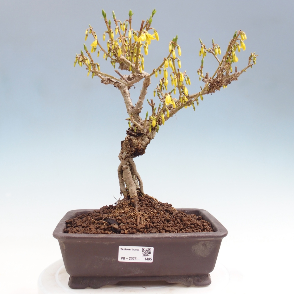 Bonsai für draußen - Zlatice - Forsythia koreana
