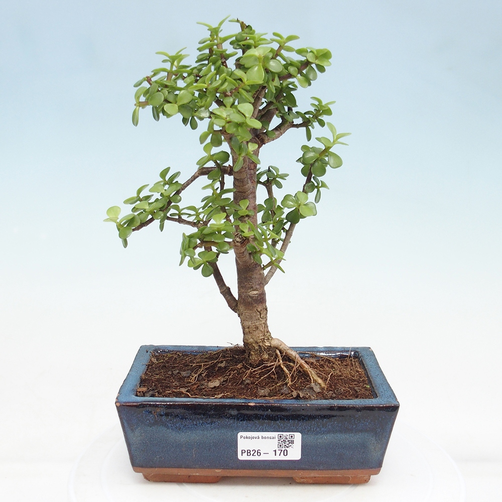 Zimmer Bonsai - Portulakaria Afra - Tlustice