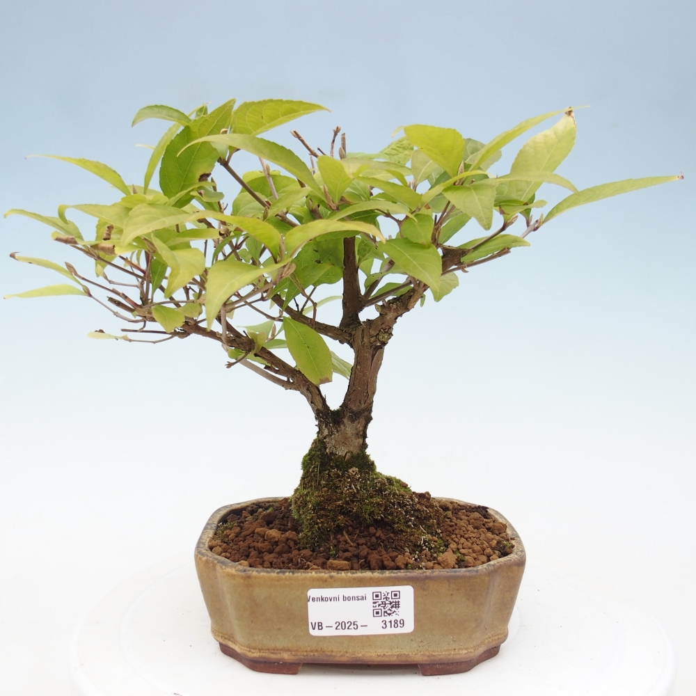 Bonsai im Freien - wunderschöne Pflanze - Callicarpa japonica