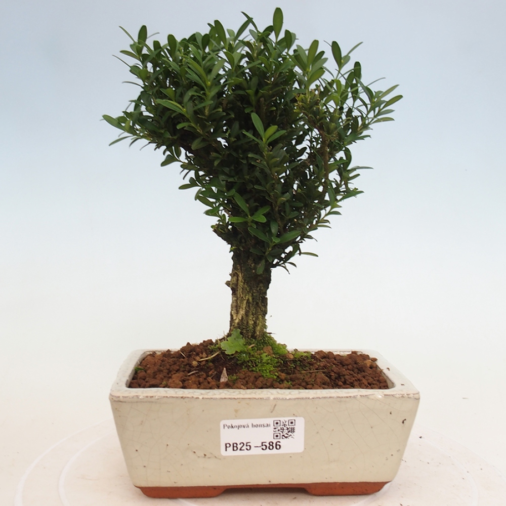 Zimmerbonsai - Buxus harlandii - Korkbuchsbaum