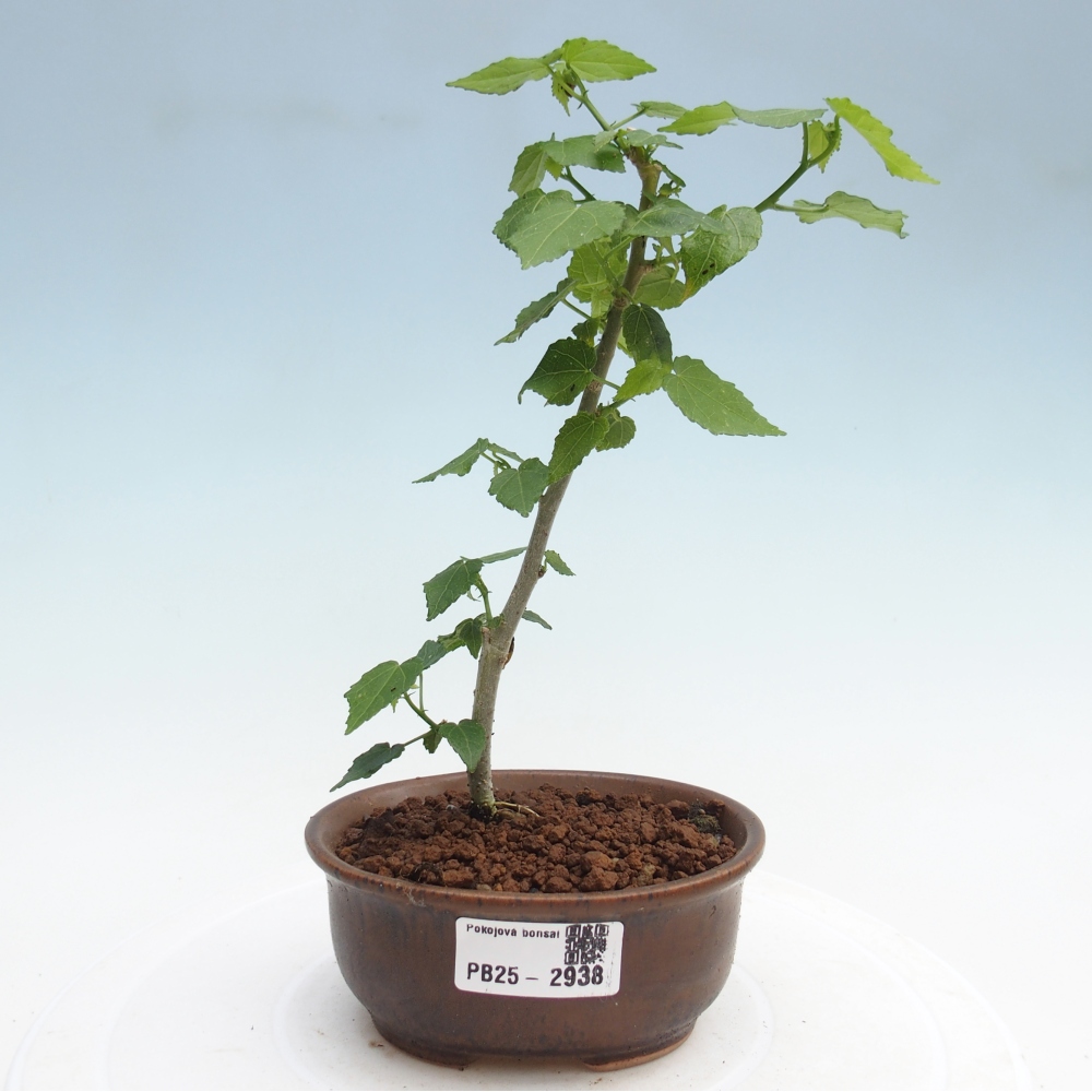 Zimmerbonsai - Malvaviscus arboreus - holziger Hibiskus