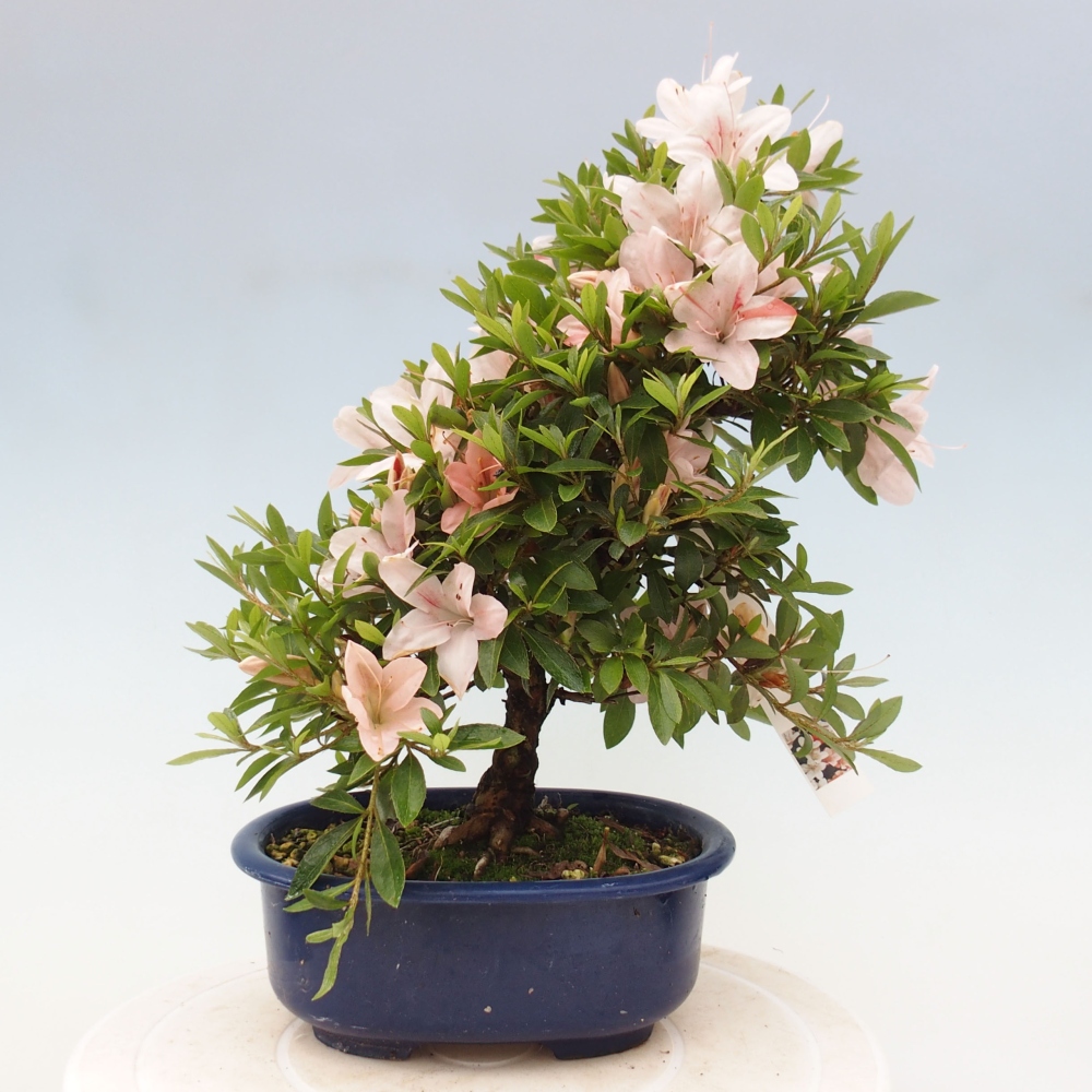 Bonsai im Freien - Japanische Azalee - Azalea Nikko