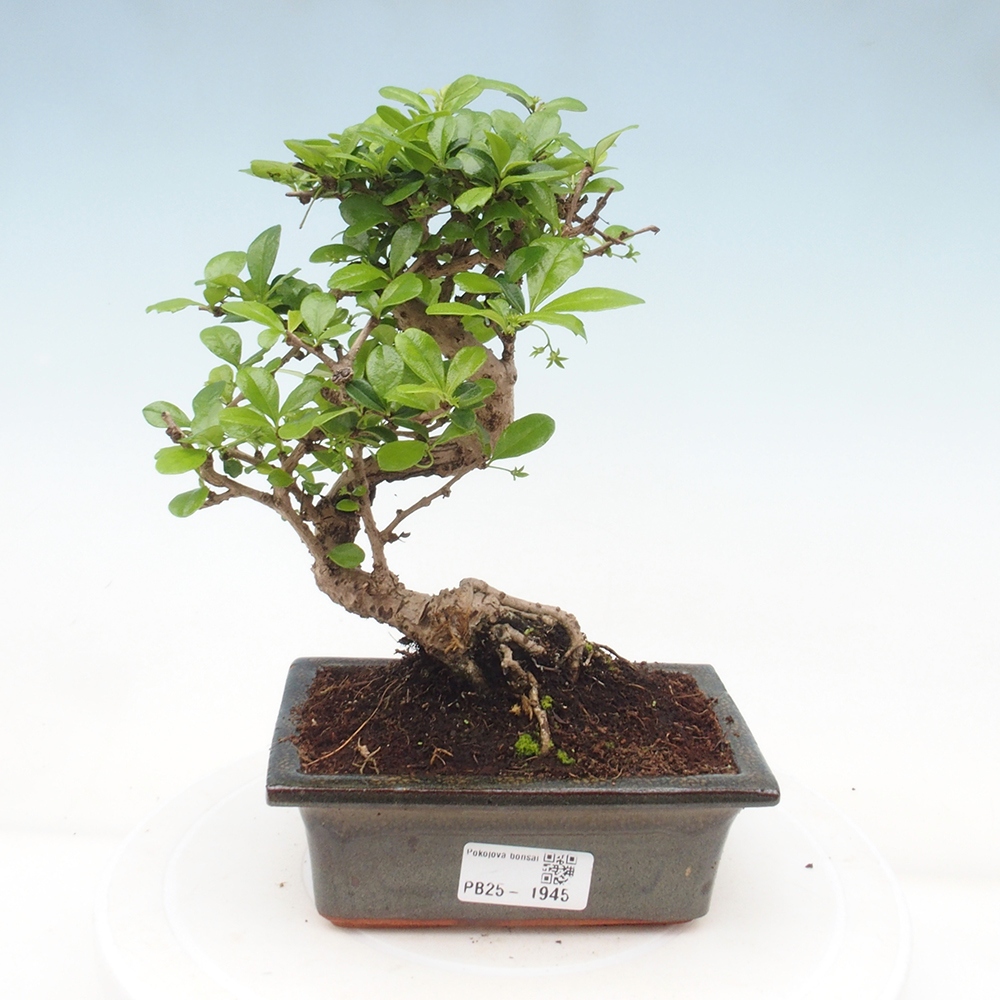 Zimmerbonsai - Carmona Macrophylla - Fuki-Tee