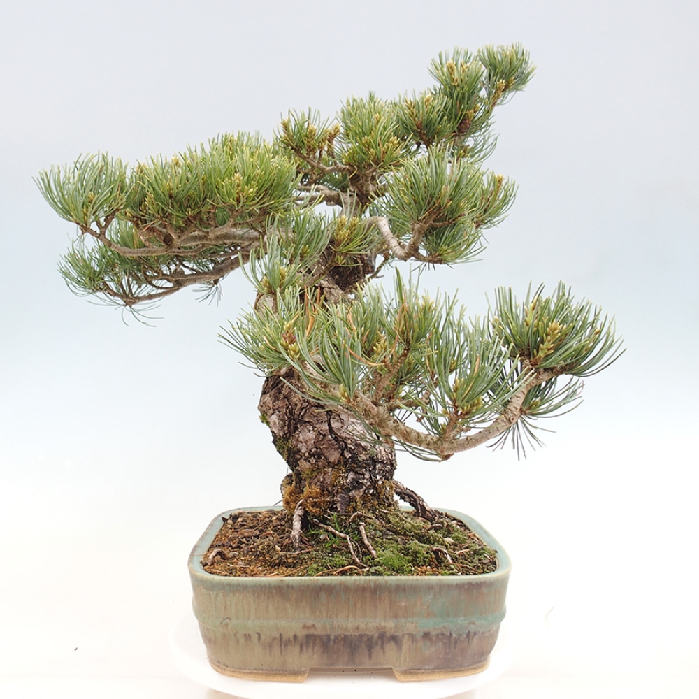 Bonsai für draußen - Pinus parviflora - Pinus parviflora