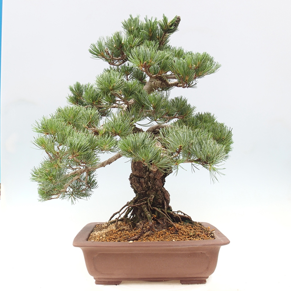 Bonsai für draußen - Pinus parviflora - Pinus parviflora