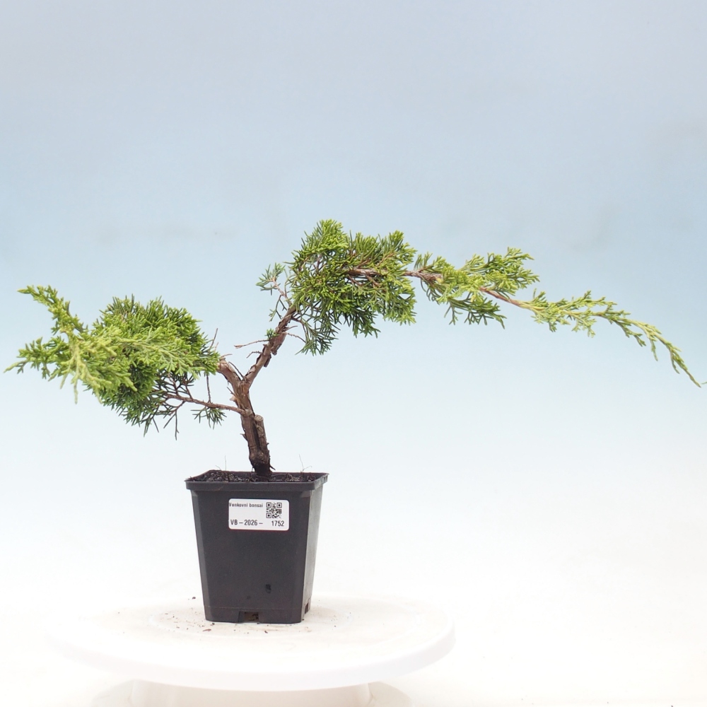 Bonsai für draußen - Juniperus chinensis Itoigawa