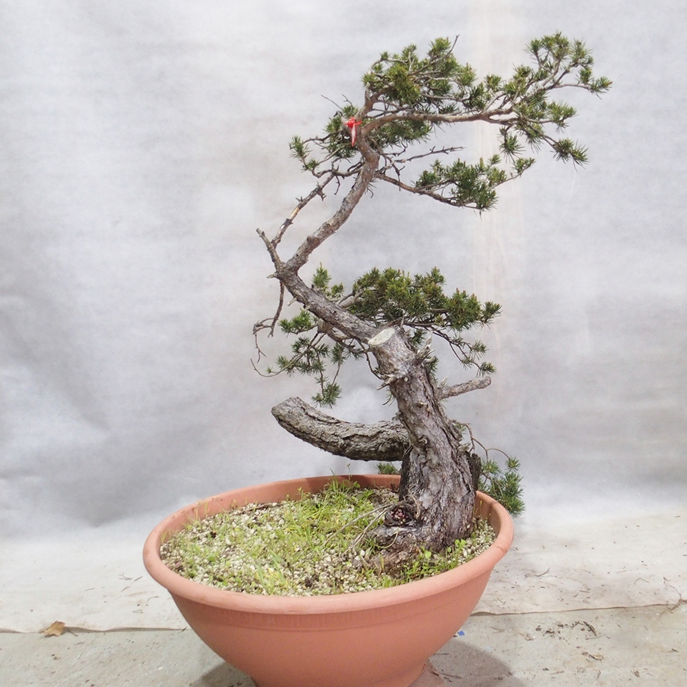 Yamadori - Pinus sylvestris 