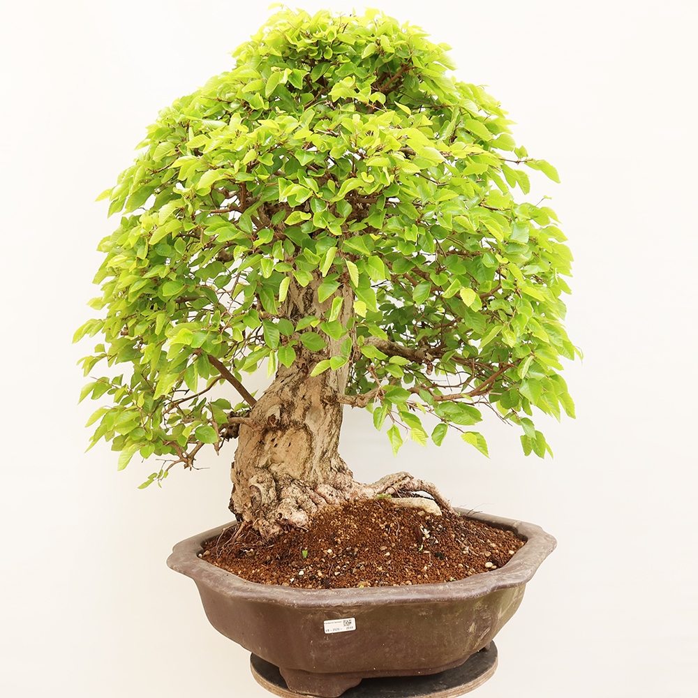 Bonsai im Freien - Carpinus Coreana - Koreanische Hainbuche
