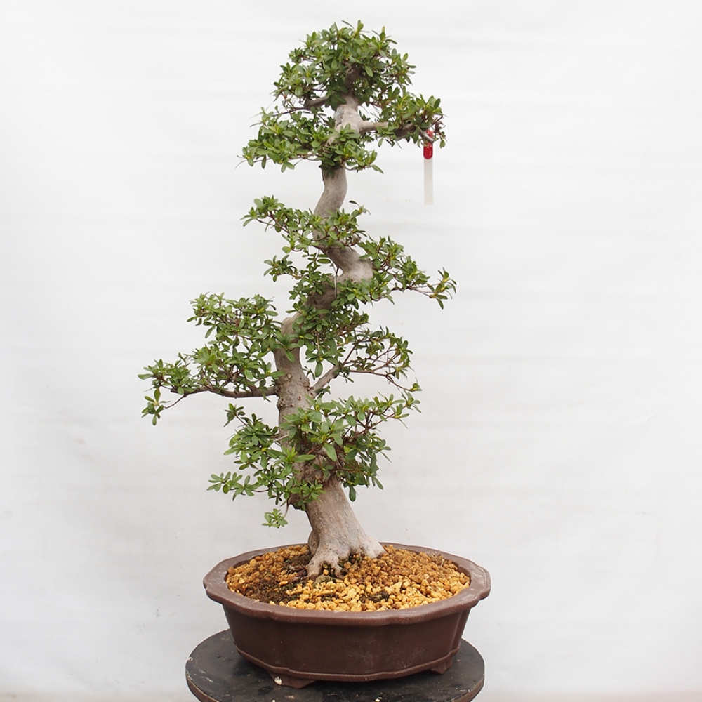 Bonsai im Freien - Japanische Azalee - Azalea Yama-no-Hikari