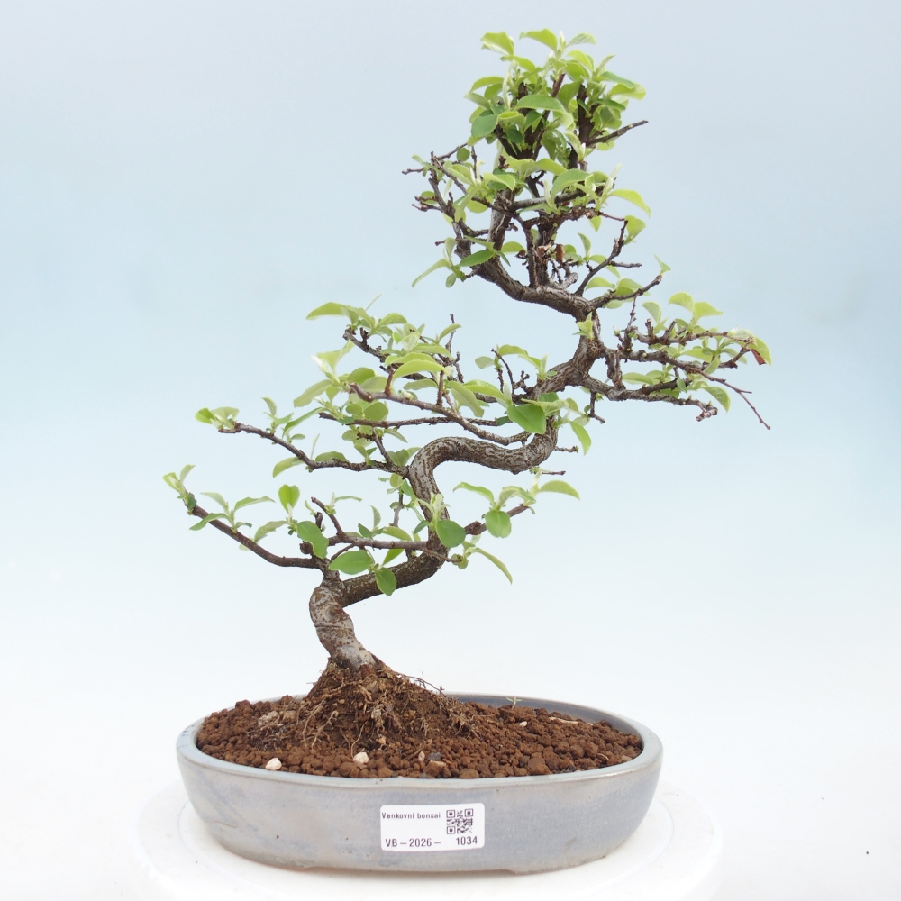 Bonsai für draußen - Chaneomeles chinensis