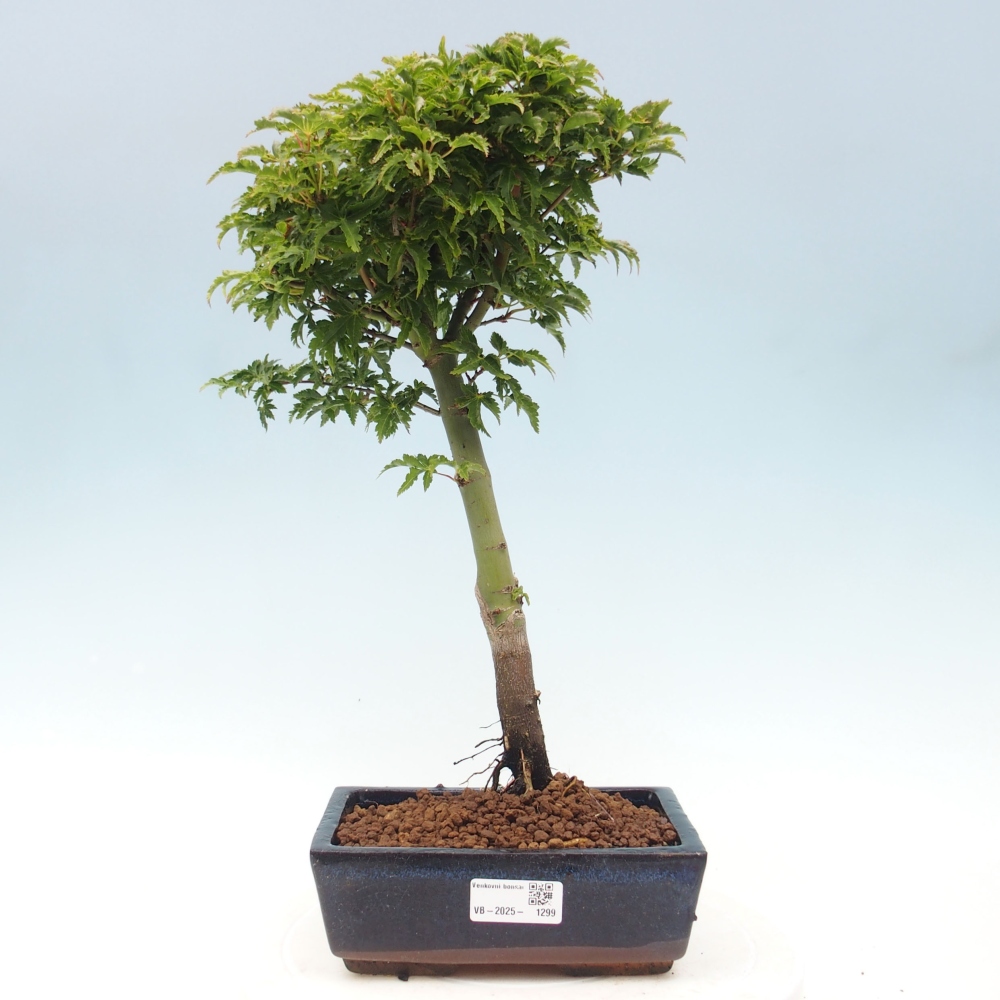 Bonsai im Freien - Acer palmatum Shishigashira-Ahorn