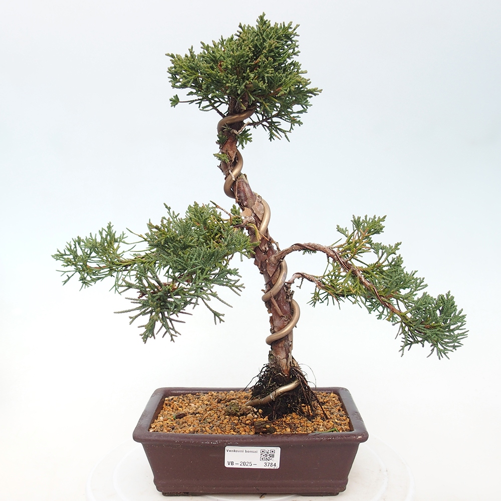Bonsai für draußen - Juniperus chinensis Kishu