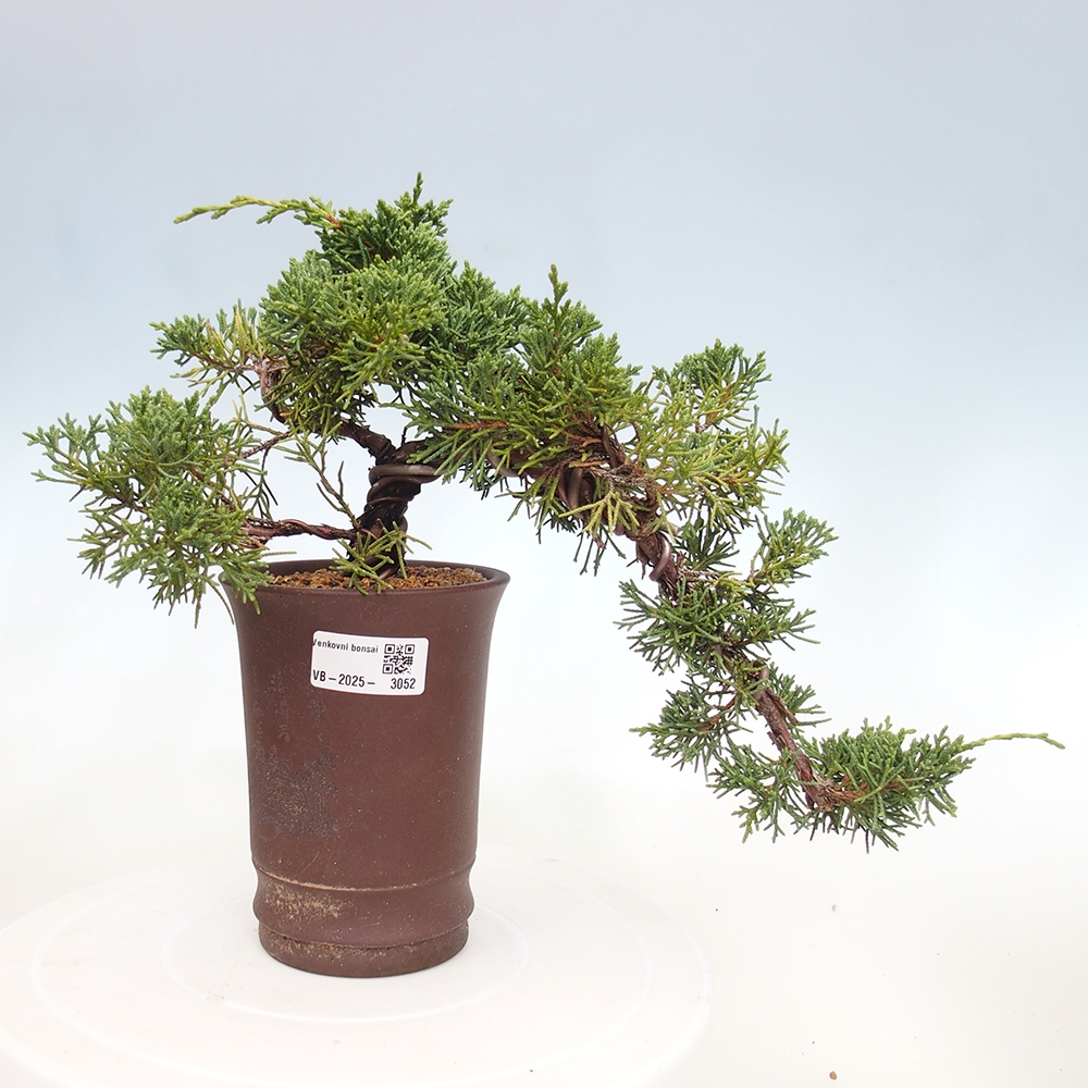 Bonsai im Freien - Juniperus chinensis Kishu - Chinesischer Wacholder