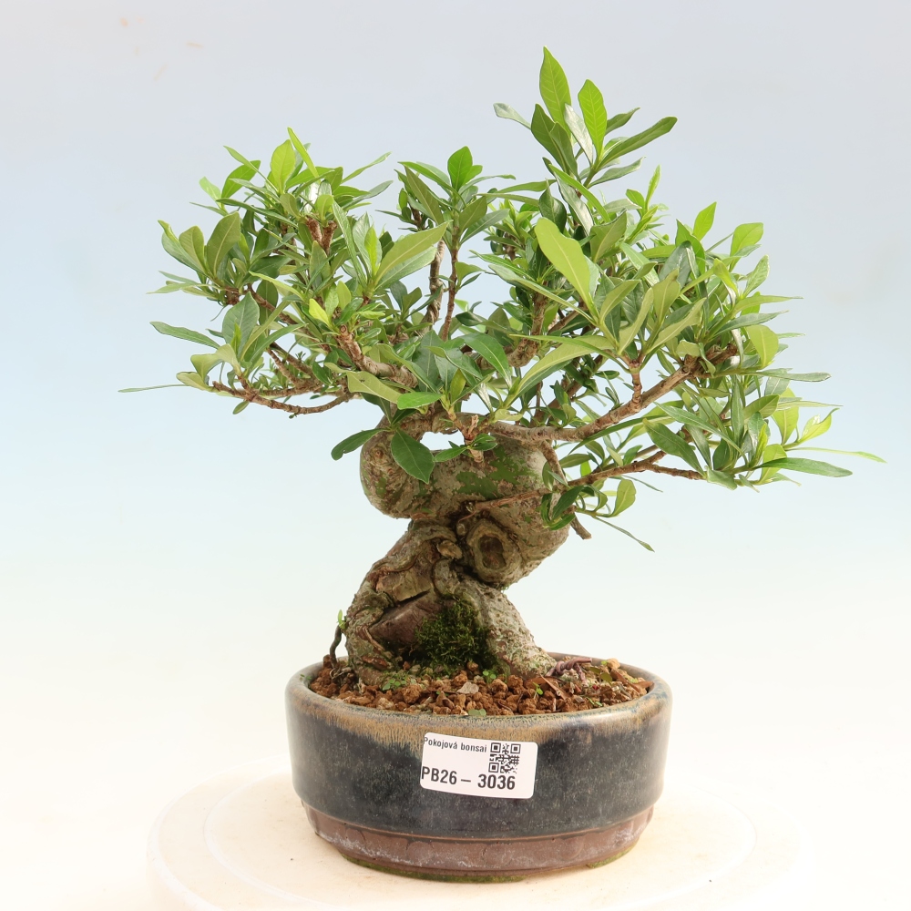 Zimmer Bonsai - Gardenia jasminoides-Gardenia