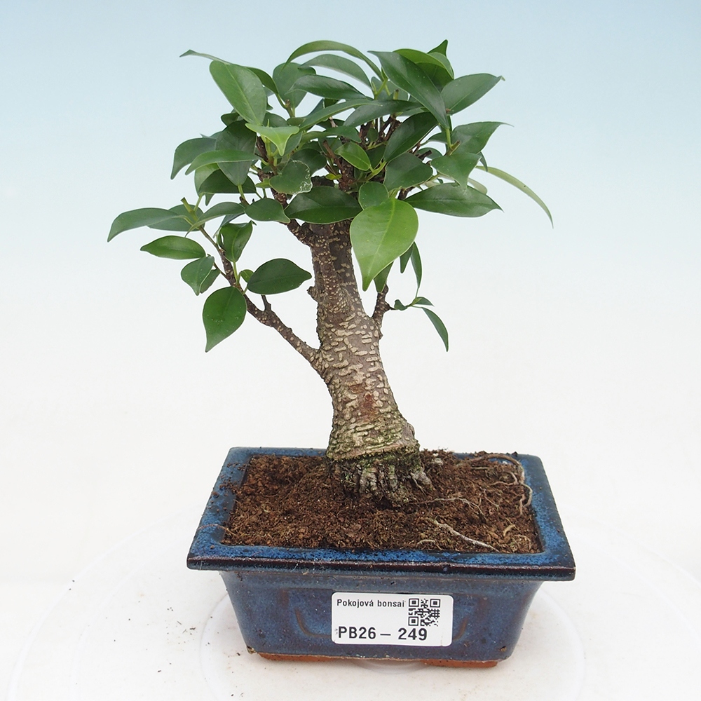 Zimmer Bonsai Ficus retusa kimmen