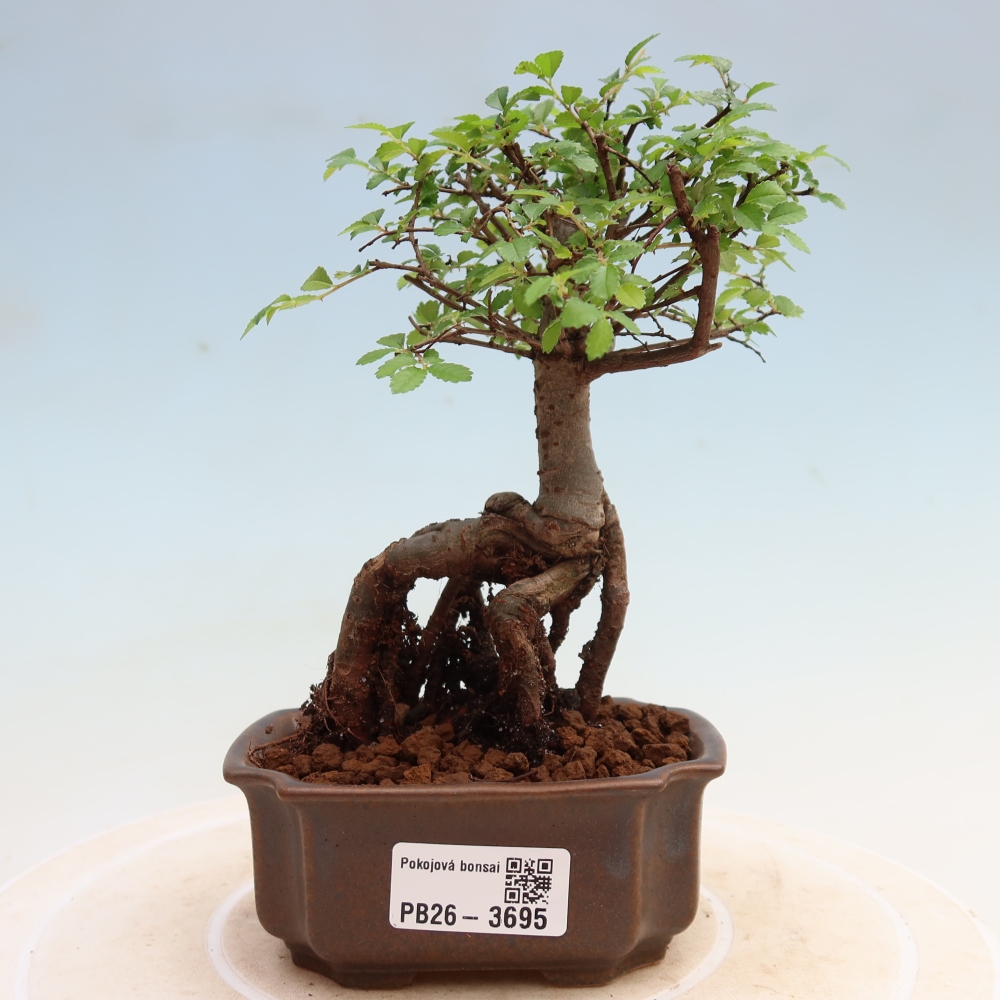 Zimmerbonsai - Ulmus parvifolia - Kleinblättrige Ulme