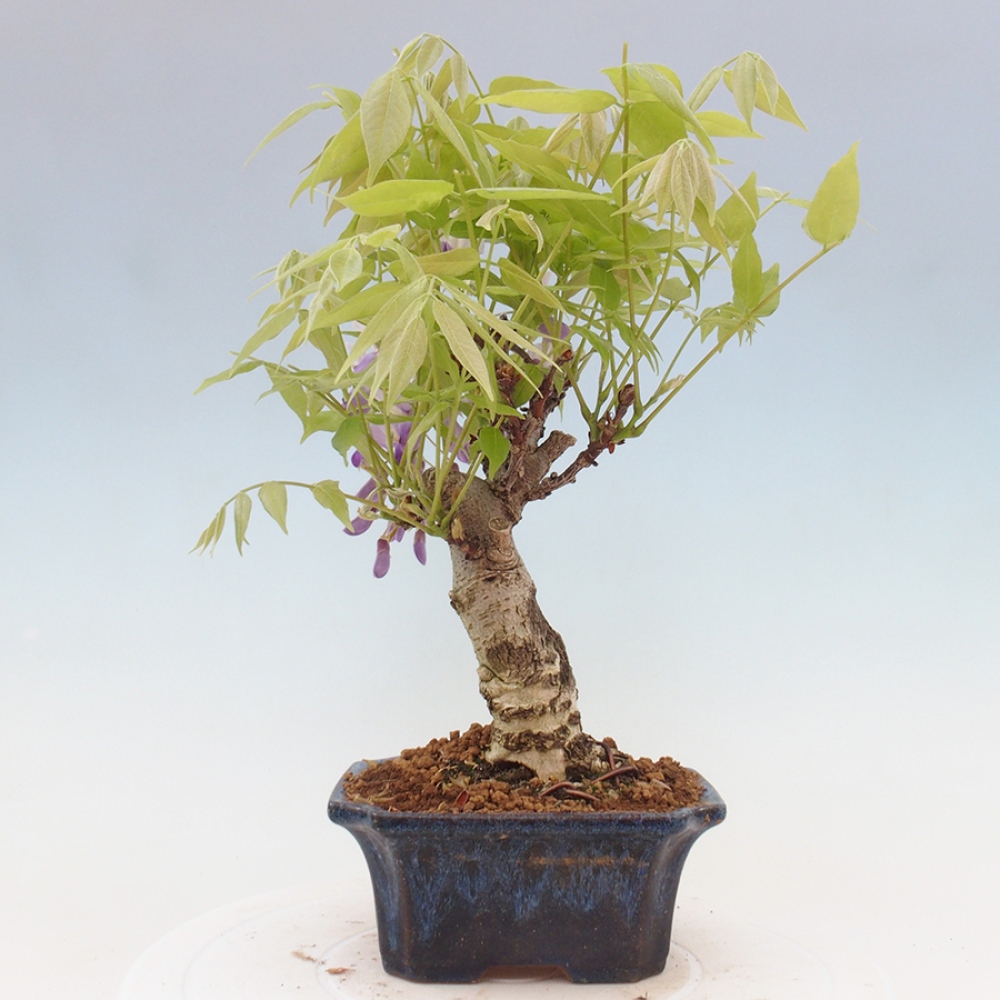Bonsai im Freien - Wisteria floribunda - Wisteria floribunda