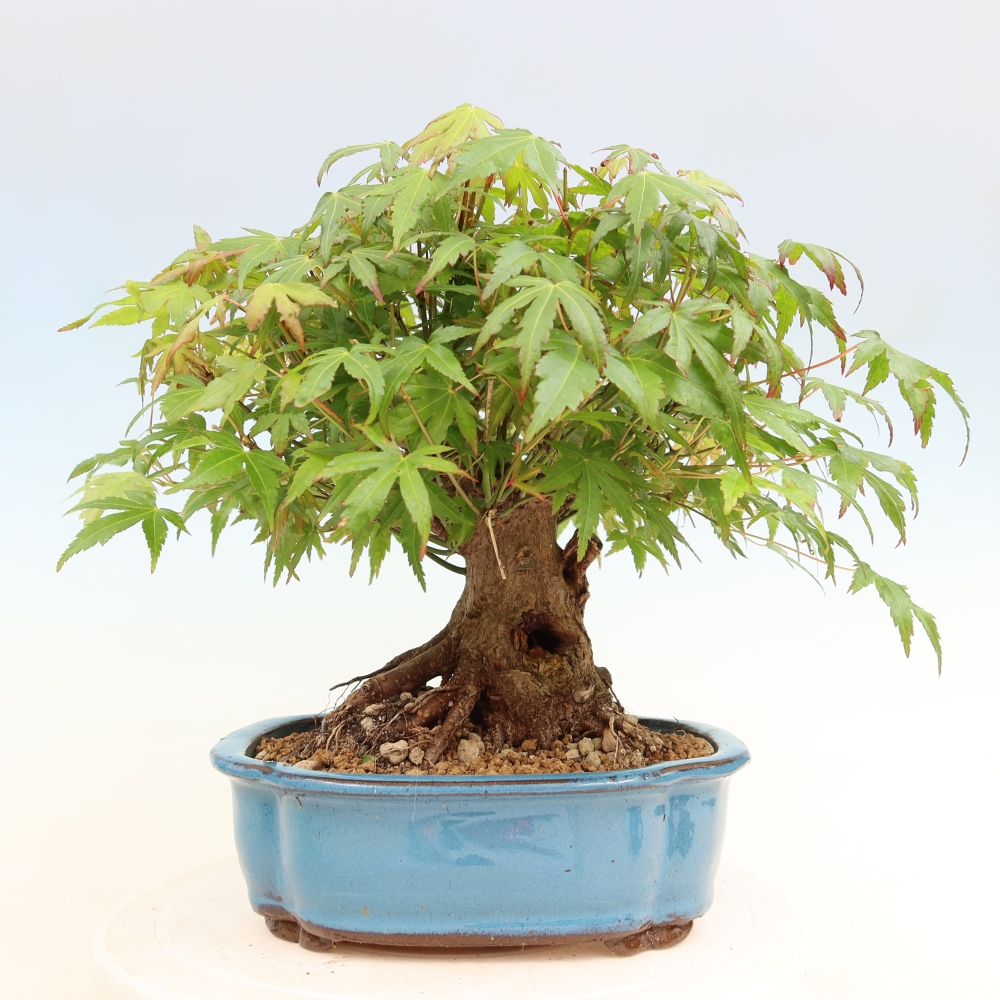 Bonsai für draußen - Ahorn Burger - Acer Burgerianum