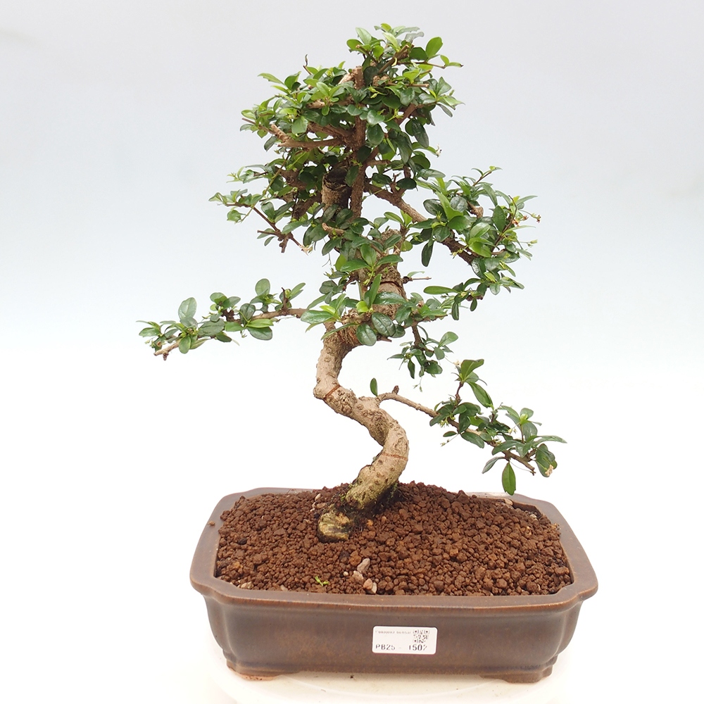 Zimmer Bonsai - Carmona macrophylla - Tea Fuki