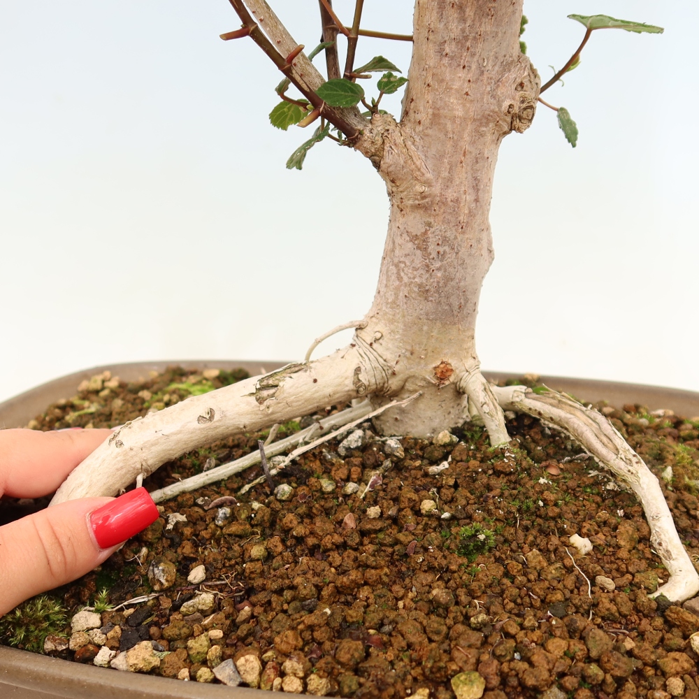Zimmerbonsai - Hibiscus tiliaceus - Meeres-Hibiskus