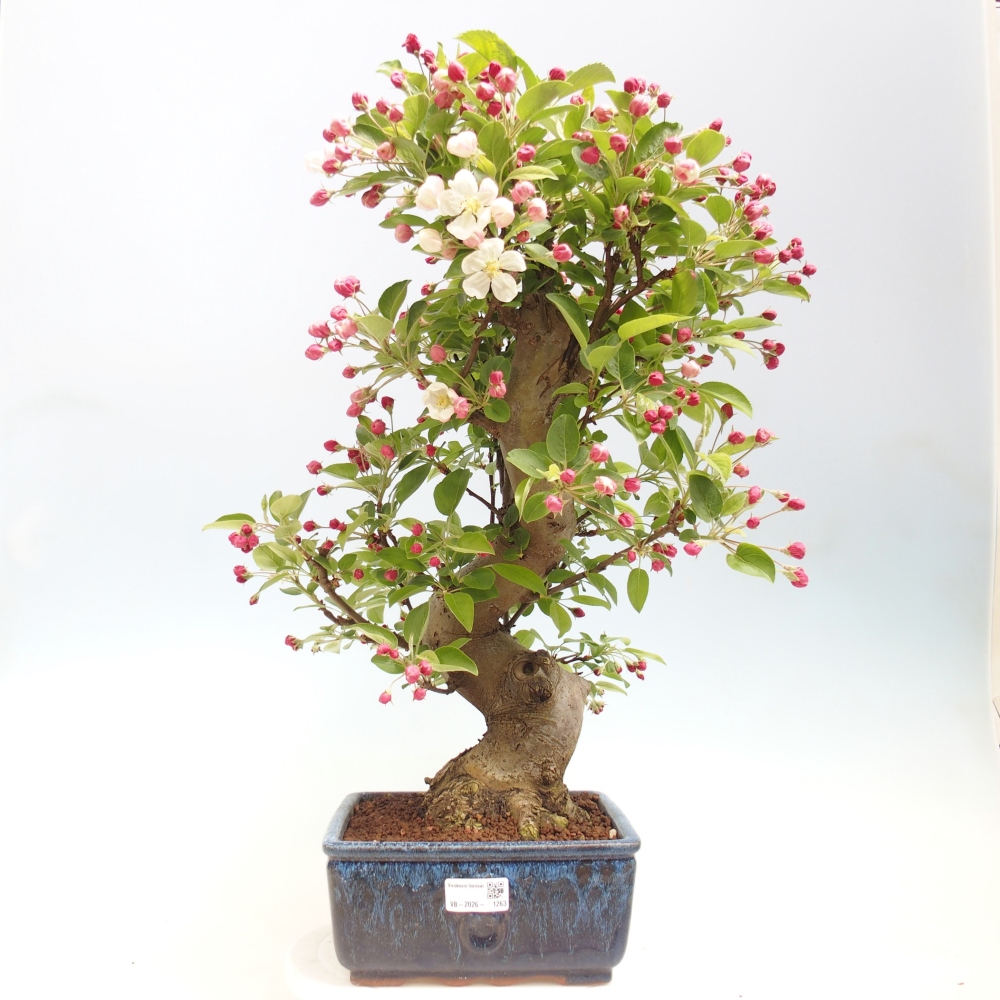 Outdoor-Bonsai -Malus halliana - Kleinfrüchtiger Apfelbaum