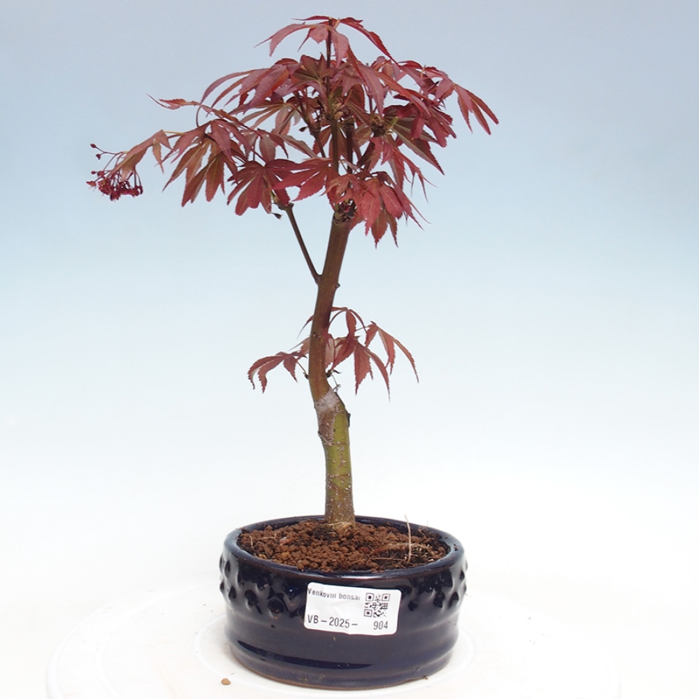 Bonsai im Freien - Acer-Palme. Atropurpureum-Palmenblatt-Ahorn