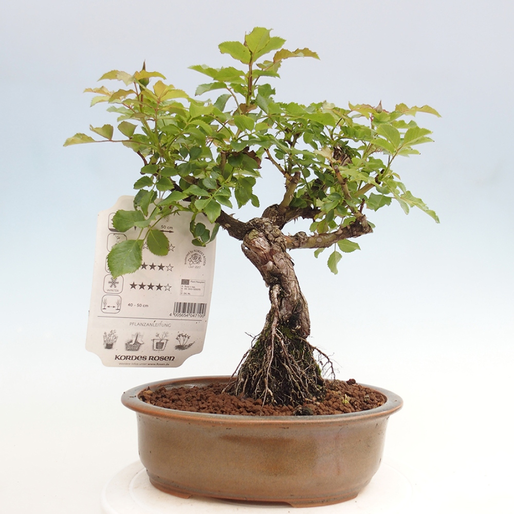 Freilandbonsai - Rosa Kordes -  Rose