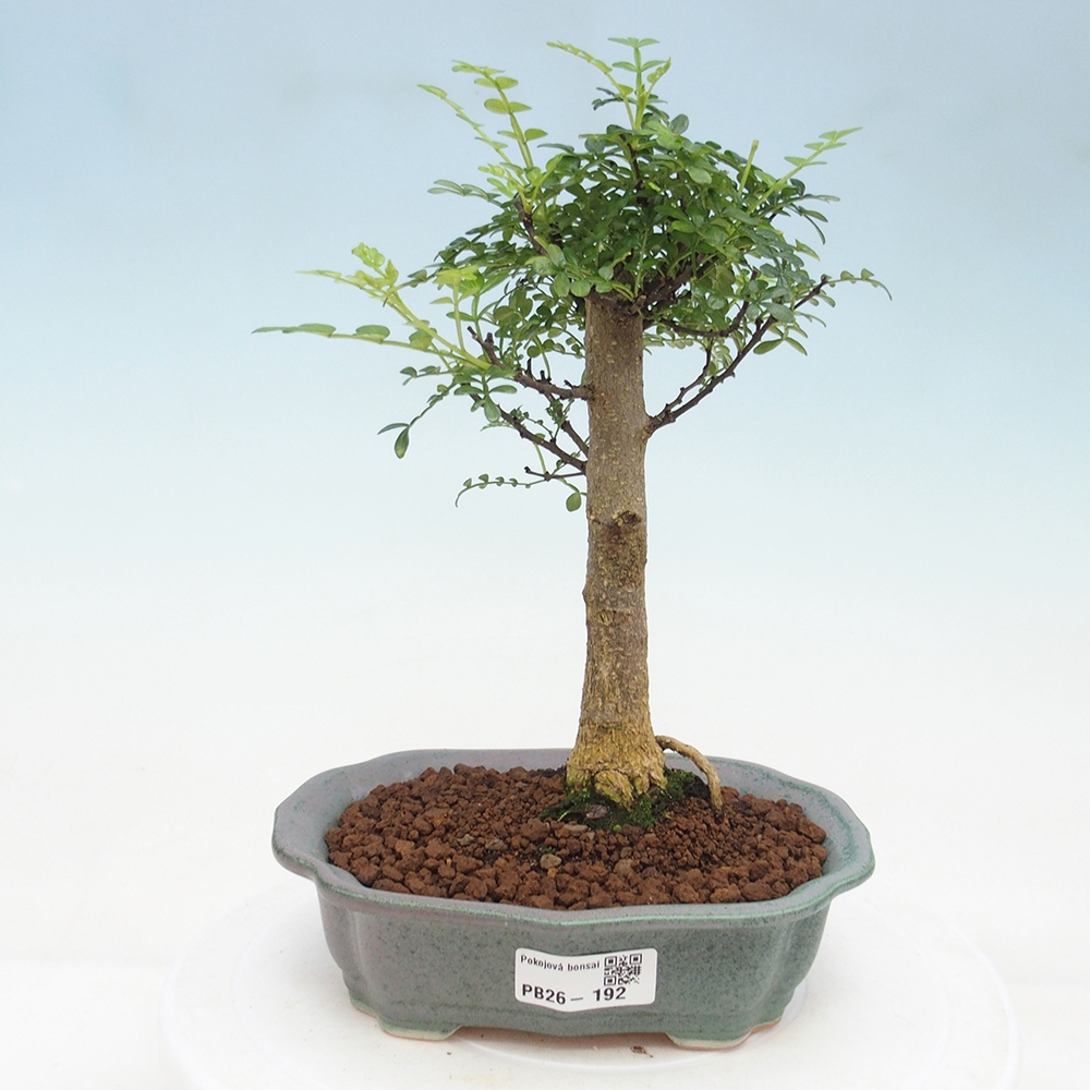 Zimmer Bonsai - Zantoxylum piperitum - Pfefferbaum