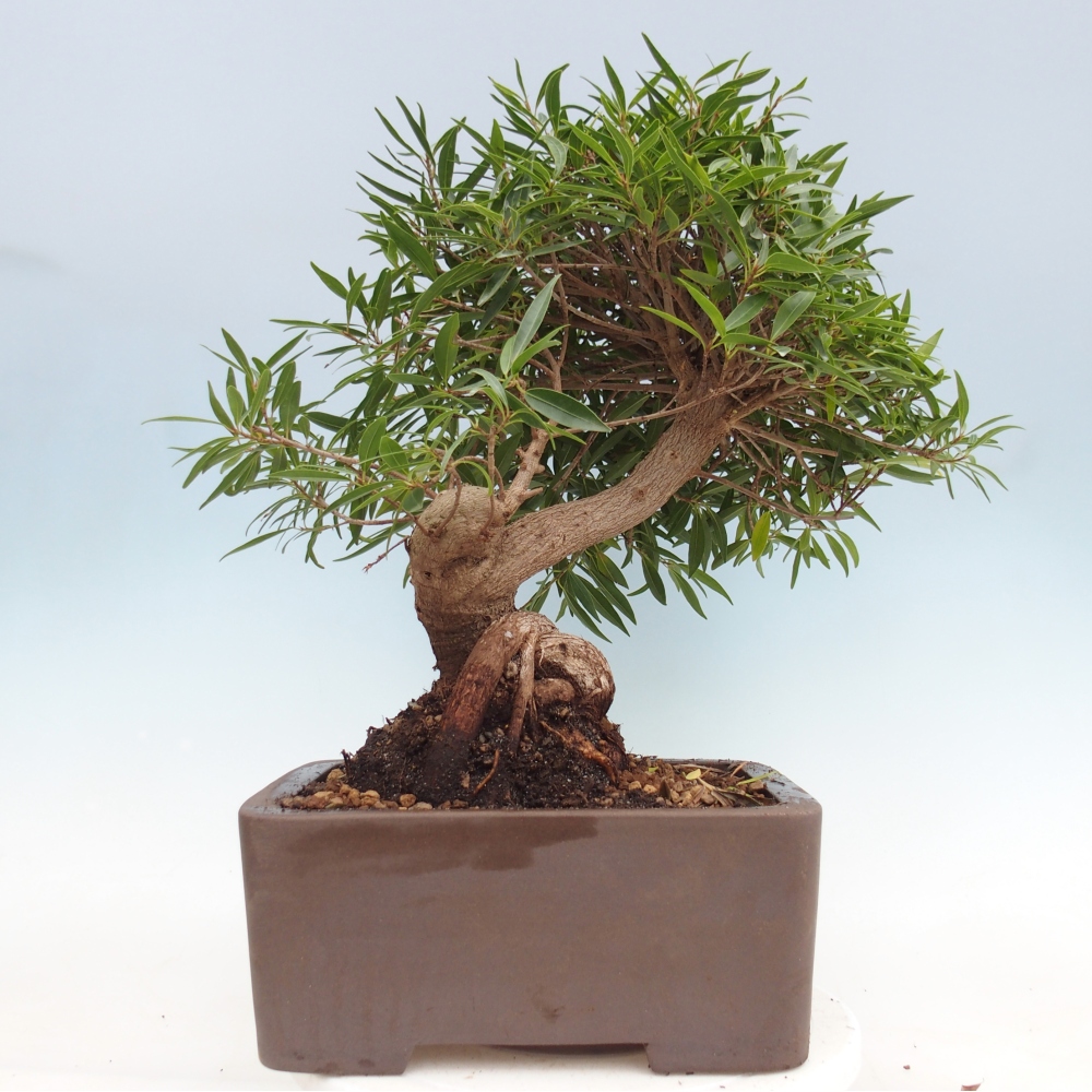 Zimmerbonsai - Ficus nerifolia - Kleinblättriger Ficus