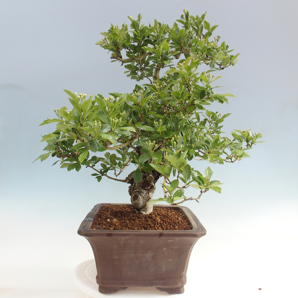 Bonsai im Freien - Weißdorn - Crataegus cuneata